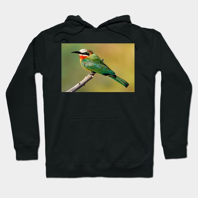 Whitefronted Bee-eater Perching Hoodie by scotch